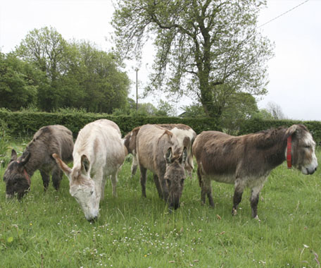 The Donkey Sanctuary